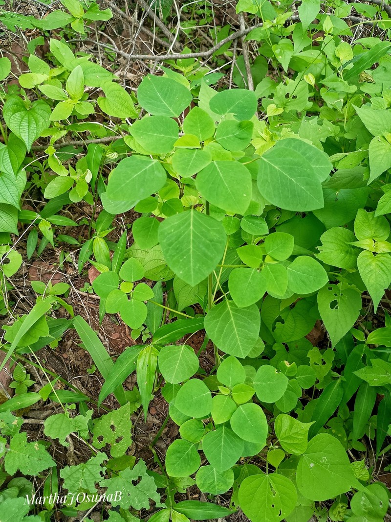 Euphorbia dioscoreoides subsp. attenuata