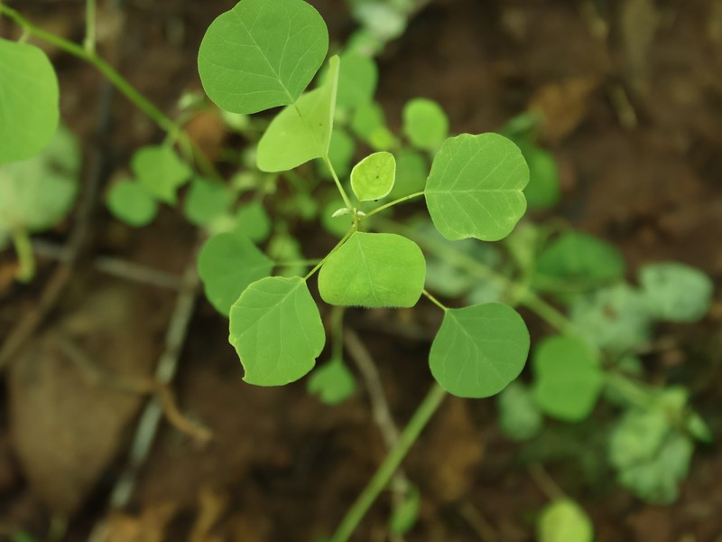 Euphorbia dioscoreoides subsp. attenuata photo 2