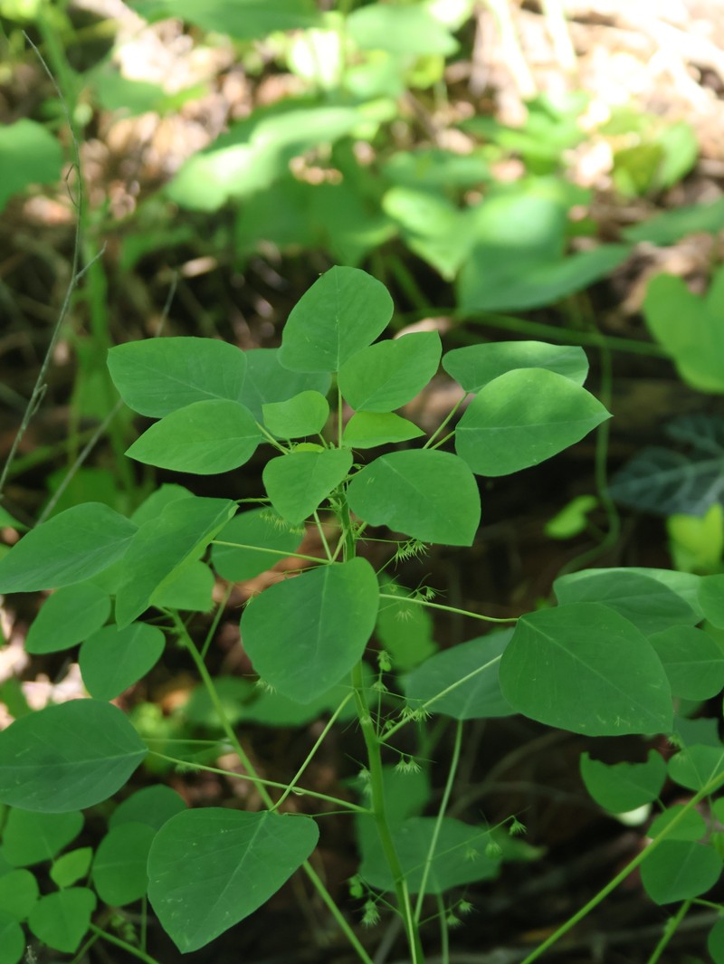 Euphorbia dioscoreoides subsp. attenuata photo 4