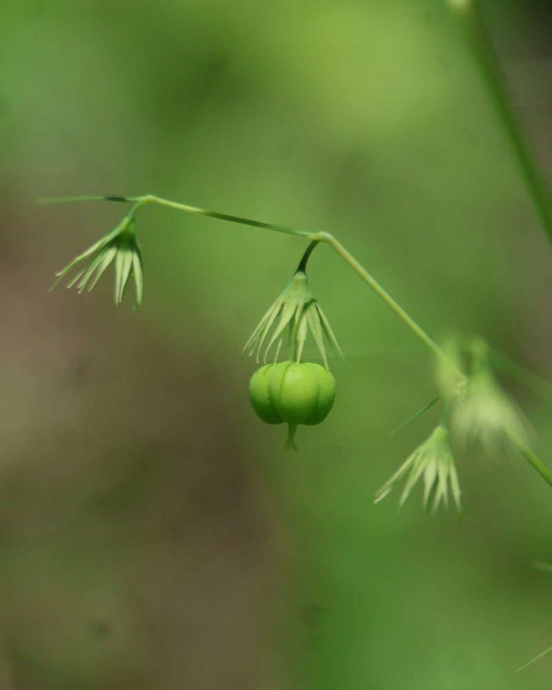 Euphorbia dioscoreoides subsp. attenuata photo 5