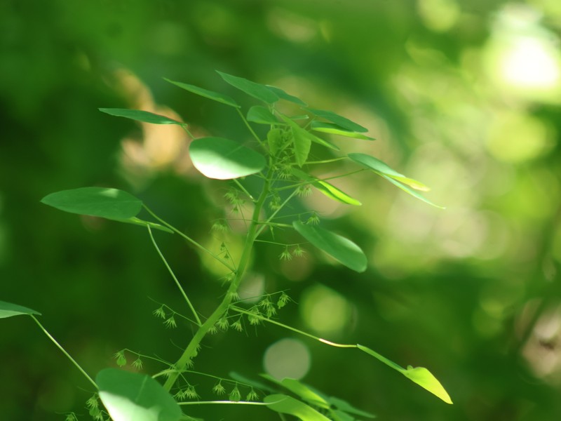 Euphorbia dioscoreoides subsp. attenuata photo 6