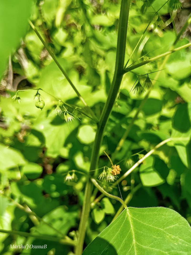 Euphorbia dioscoreoides subsp. attenuata photo 8