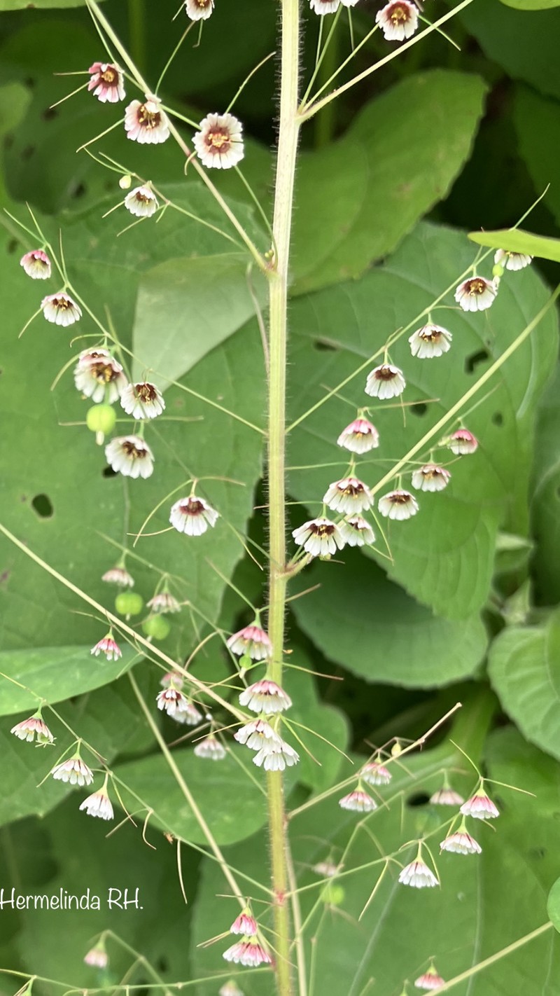 Euphorbia dioscoreoides subsp. dioscoreoides