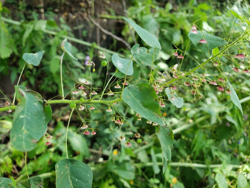 Euphorbia dioscoreoides subsp. dioscoreoides photo 2