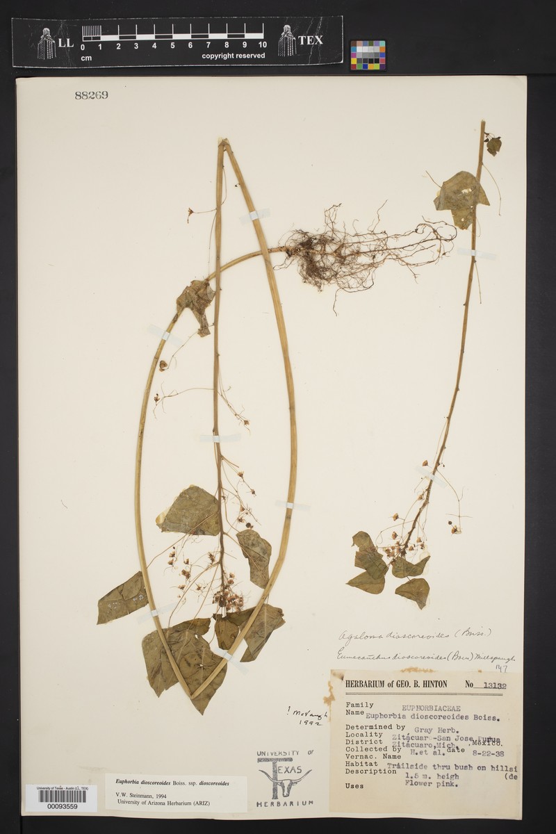 Euphorbia dioscoreoides subsp. dioscoreoides photo 4