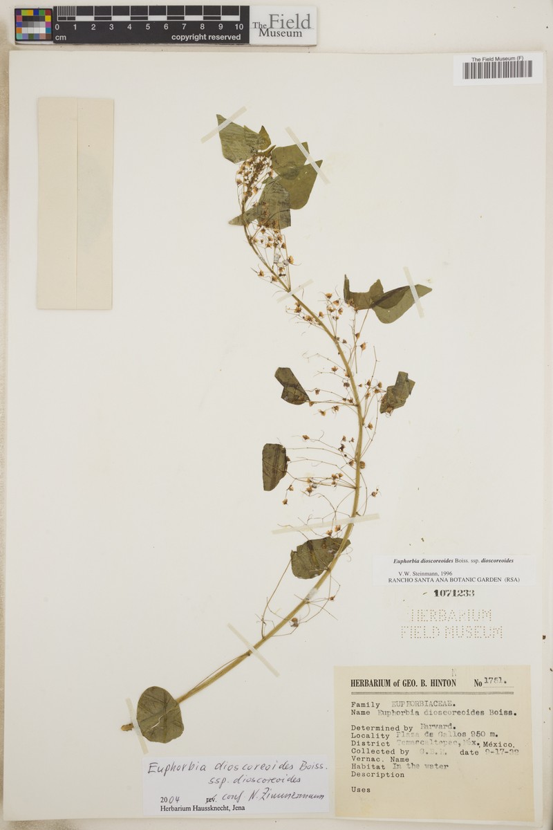 Euphorbia dioscoreoides subsp. dioscoreoides photo 5