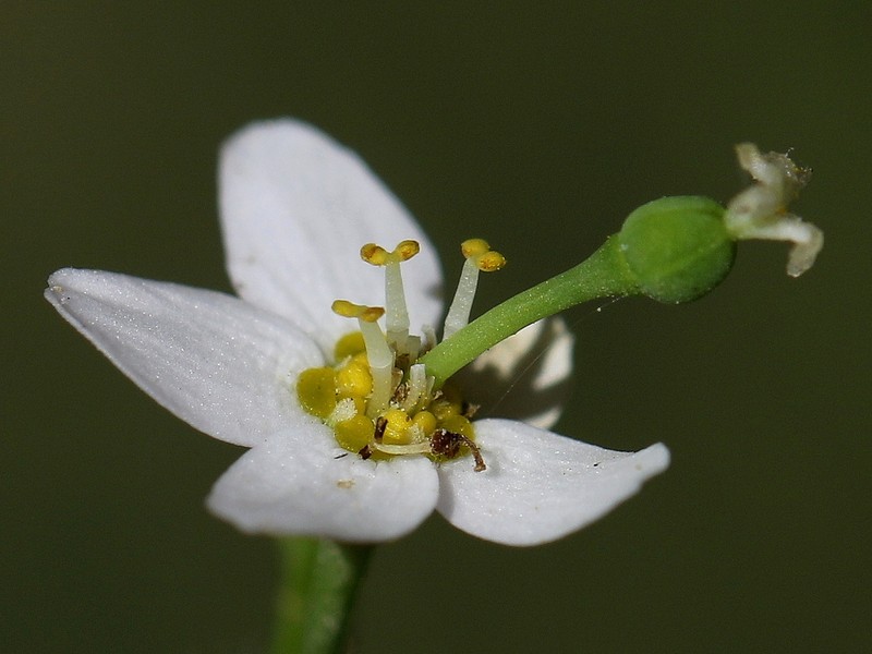 Summer Spurge