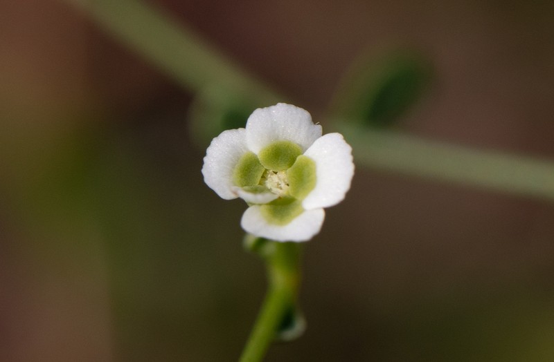 Summer Spurge photo 2