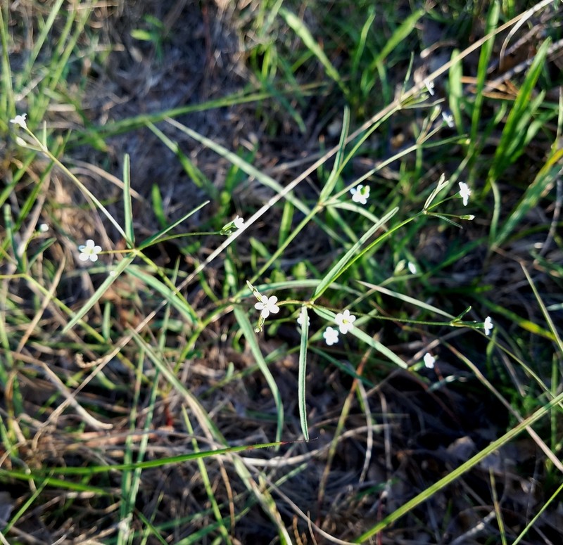 Summer Spurge photo 3