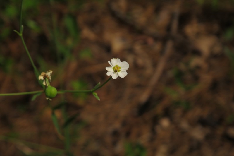 Summer Spurge photo 4
