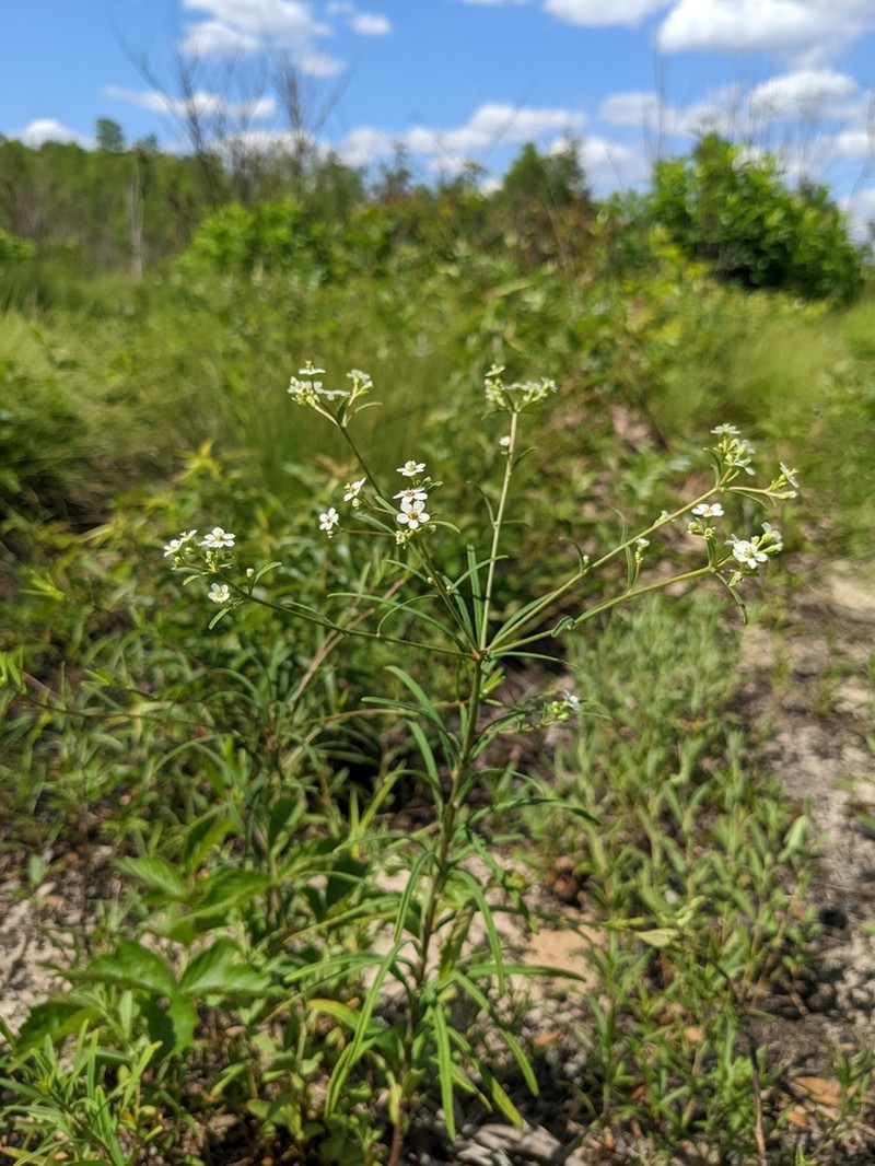 Summer Spurge photo 5