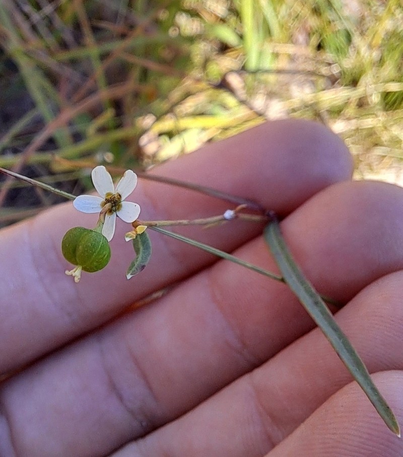 Summer Spurge photo 6