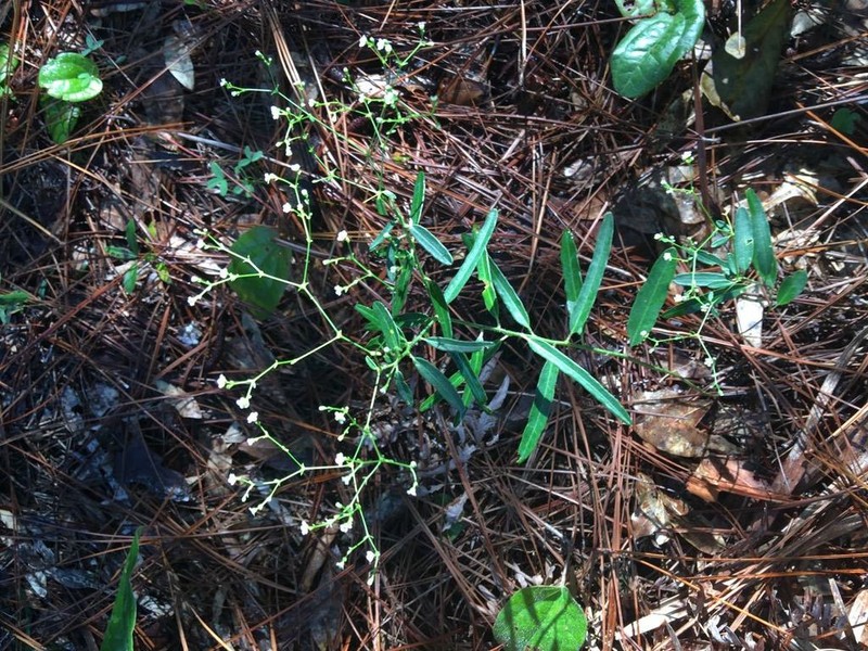 Summer Spurge photo 7