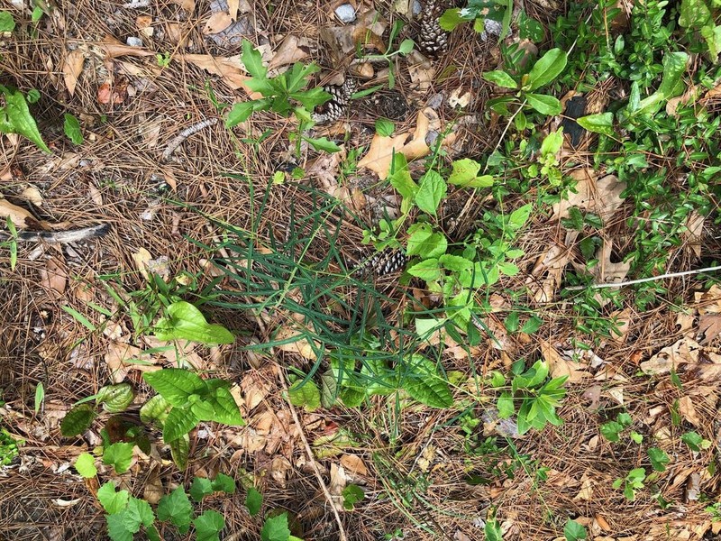 Summer Spurge photo 8