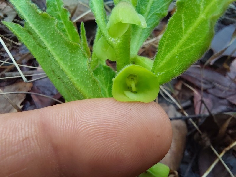 Euphorbia discoidea photo 2