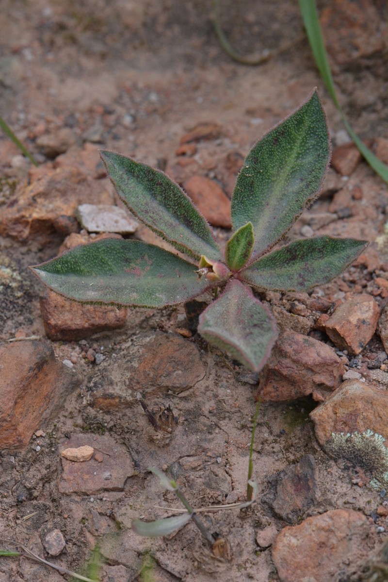 Euphorbia discoidea photo 3