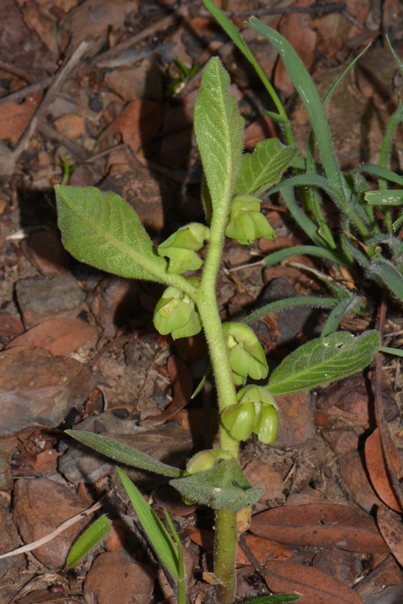 Euphorbia discoidea photo 4