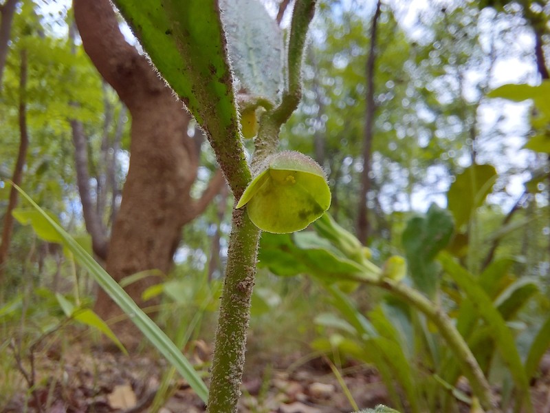 Euphorbia discoidea photo 5