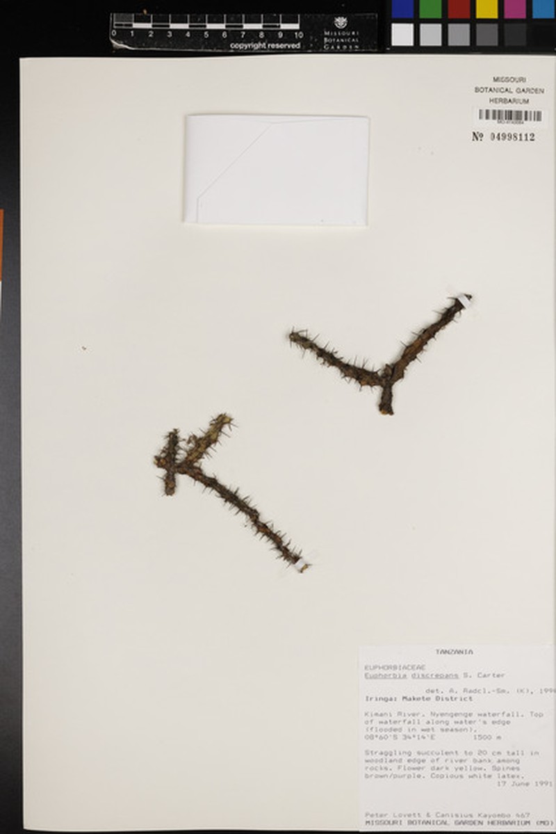 Euphorbia discrepans photo 2