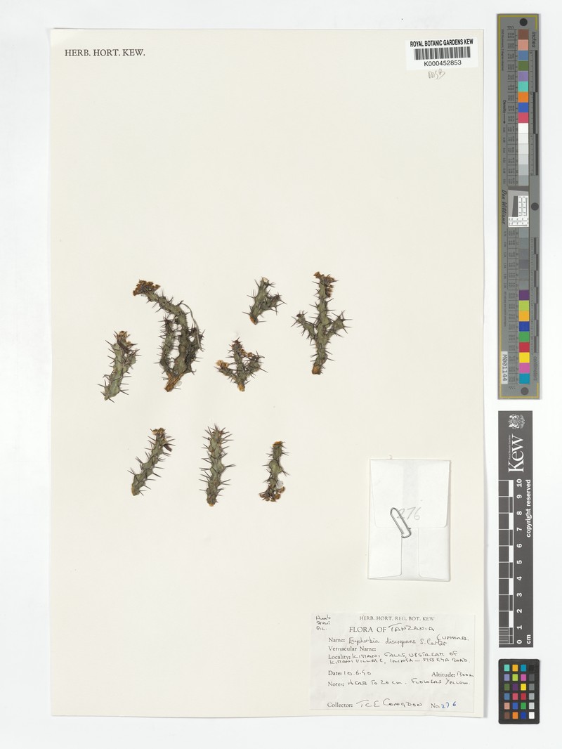 Euphorbia discrepans photo 4