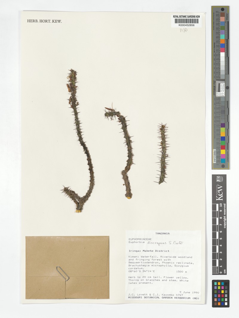 Euphorbia discrepans photo 5