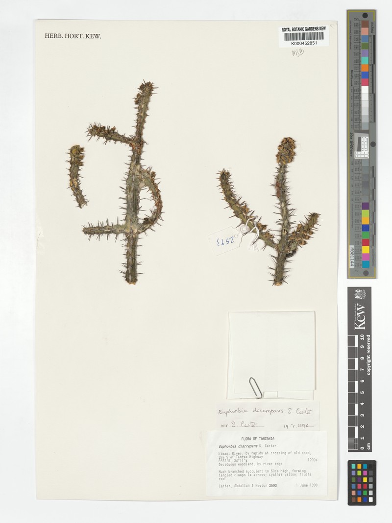 Euphorbia discrepans photo 6