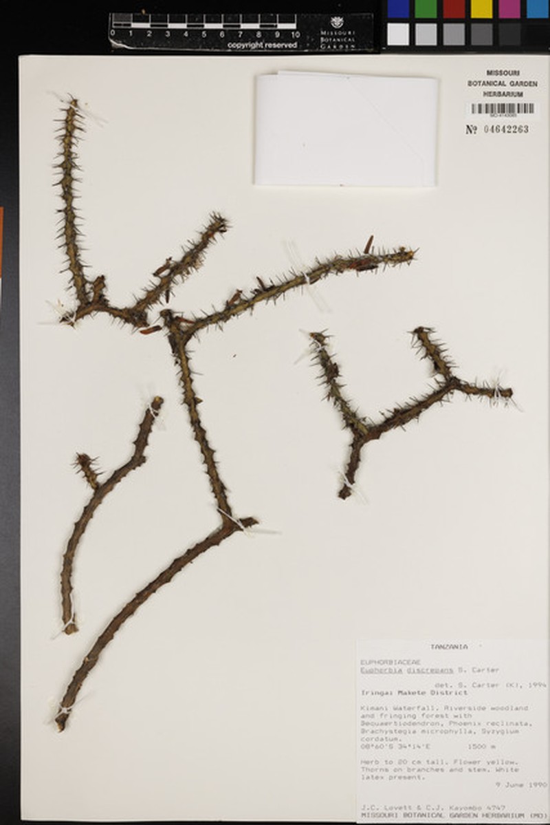 Euphorbia discrepans photo 7