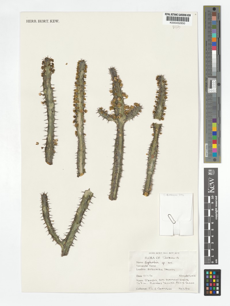 Euphorbia discrepans photo 8