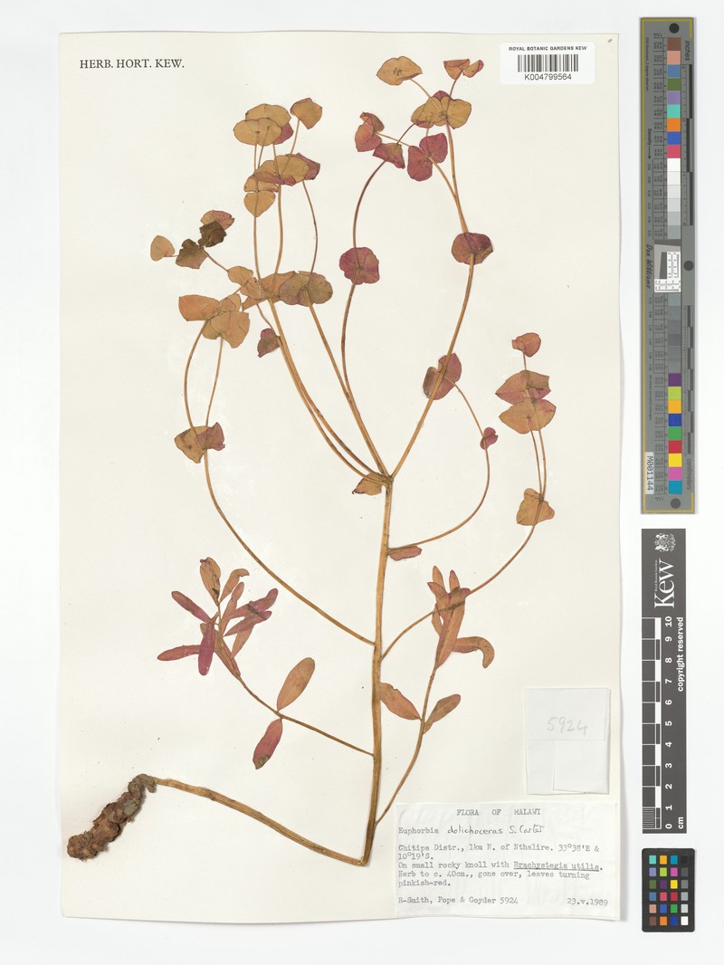 Euphorbia dolichoceras