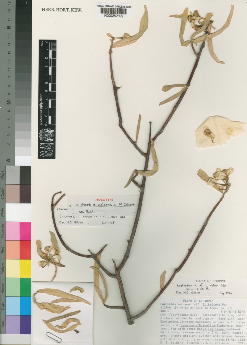 Euphorbia doloensis