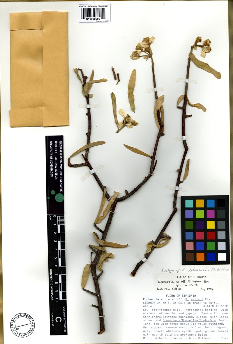 Euphorbia doloensis photo 2
