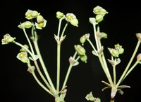 Euphorbia dracunculoides