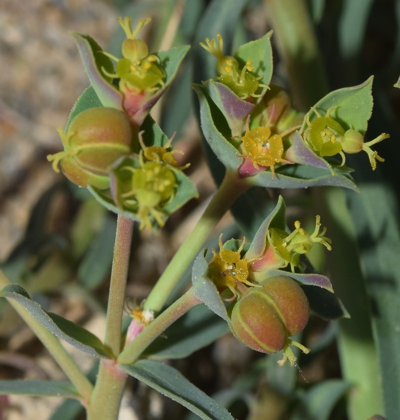 Euphorbia dracunculoides photo 2