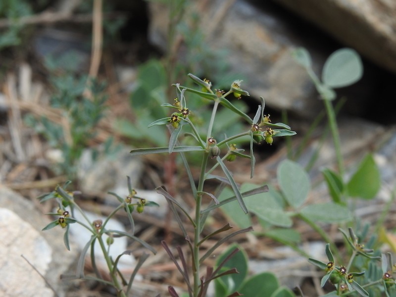 Euphorbia dracunculoides photo 3