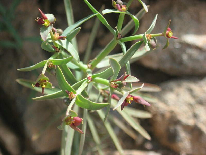 Euphorbia dracunculoides photo 4