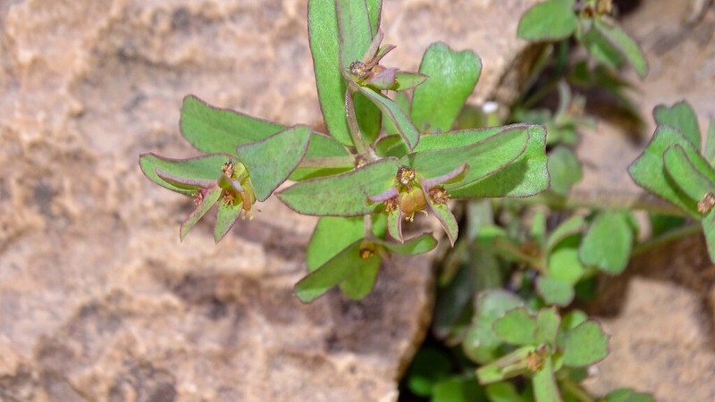 Euphorbia dracunculoides photo 5