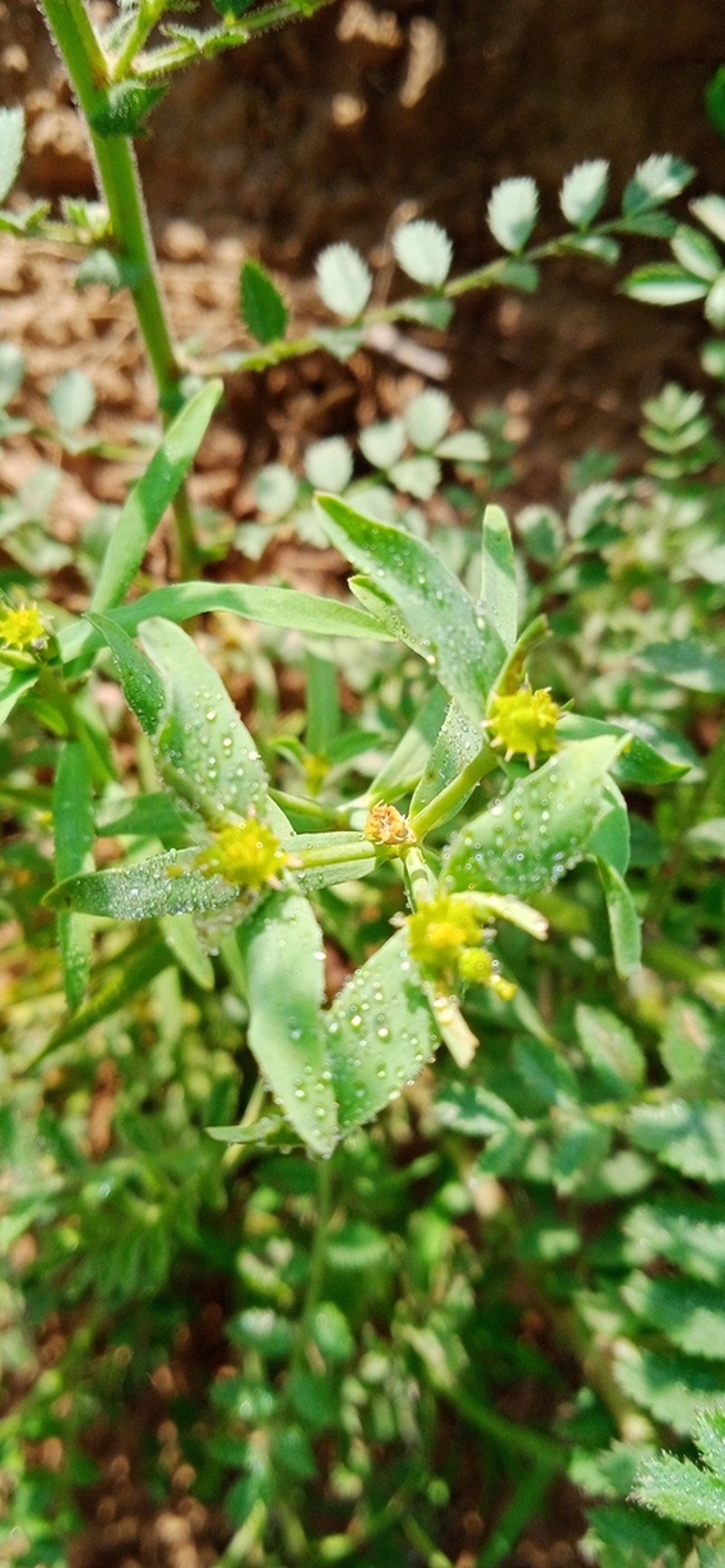 Euphorbia dracunculoides photo 6