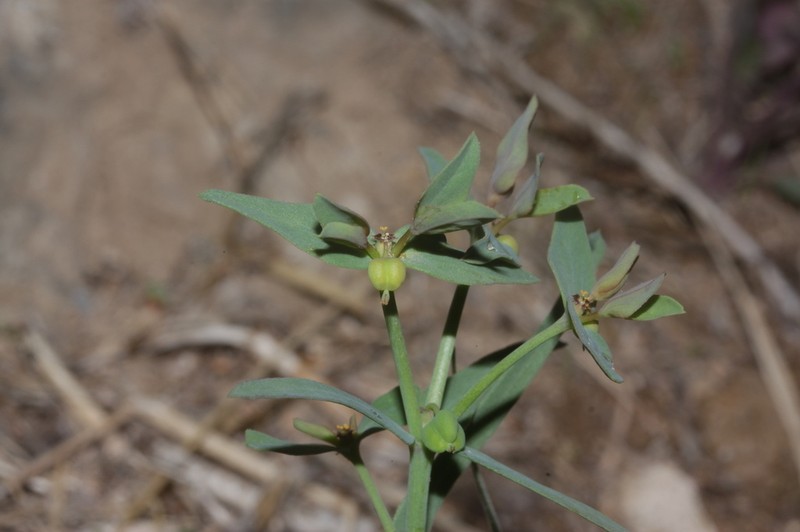 Euphorbia dracunculoides photo 7