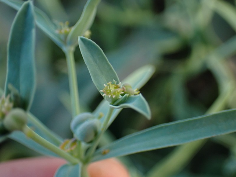 Euphorbia dracunculoides photo 8