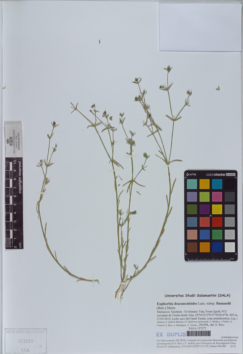 Euphorbia dracunculoides subsp. flamandii