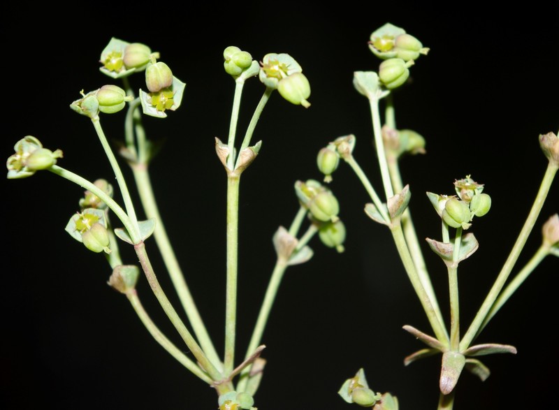 Euphorbia dracunculoides subsp. glebulosa
