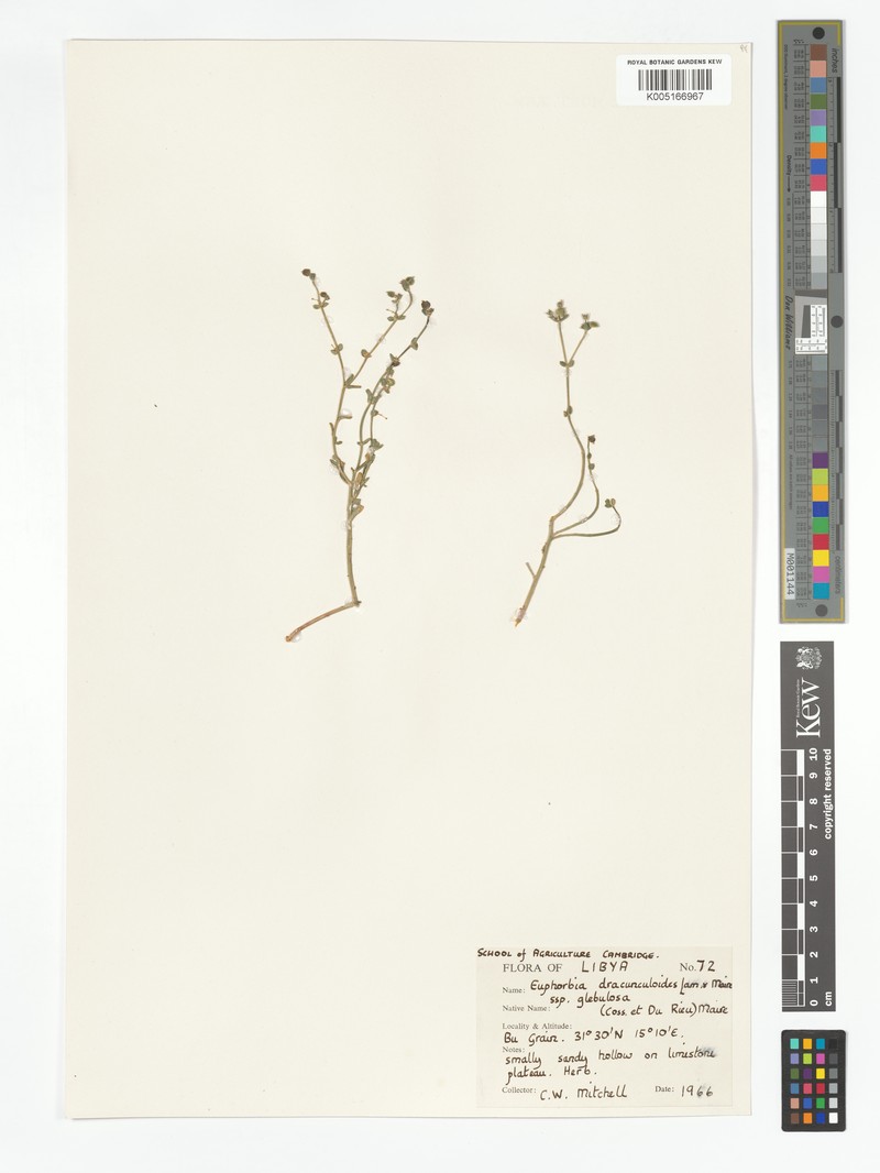 Euphorbia dracunculoides subsp. glebulosa photo 2
