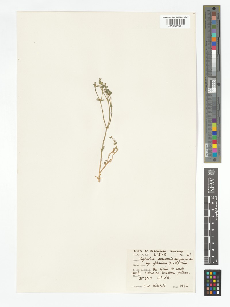 Euphorbia dracunculoides subsp. glebulosa photo 4