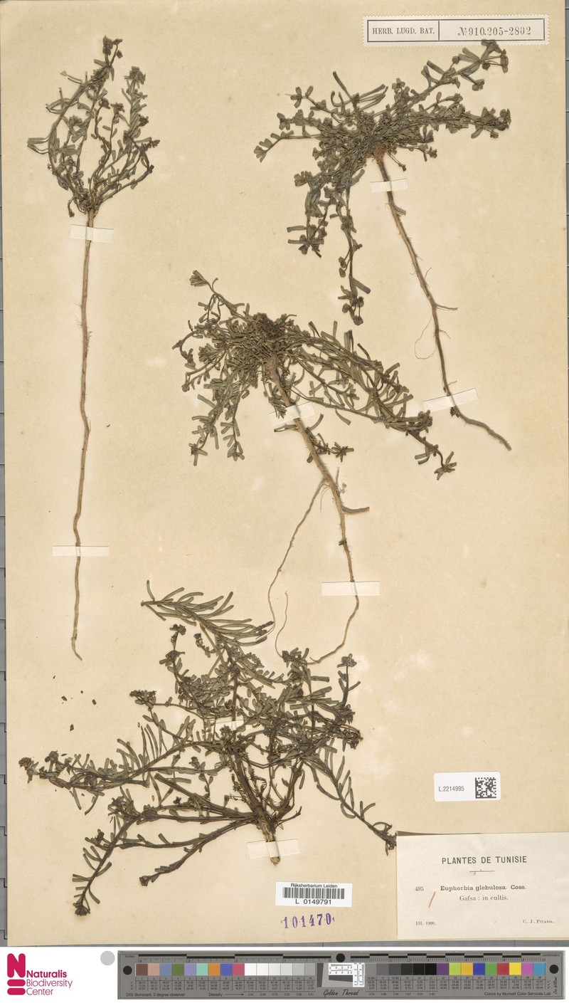 Euphorbia dracunculoides subsp. glebulosa photo 5