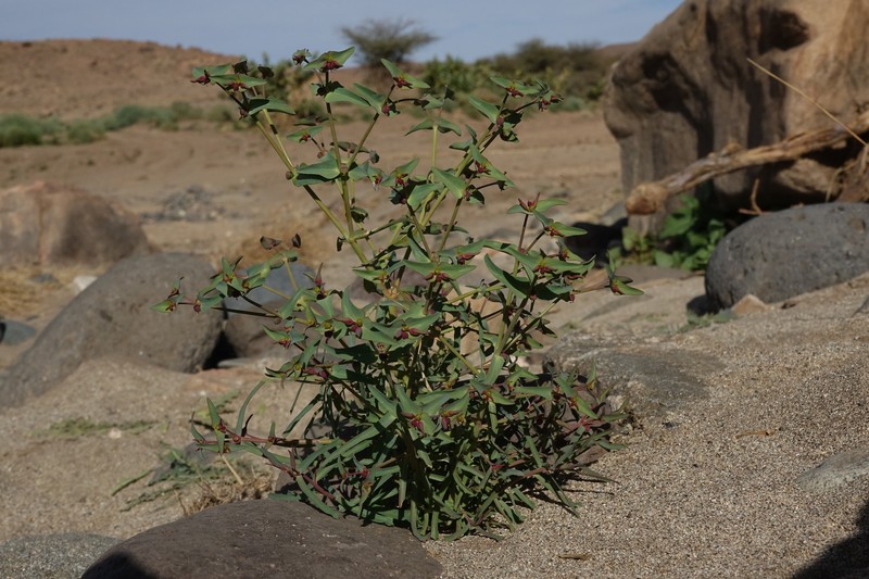 Euphorbia dracunculoides subsp. inconspicua