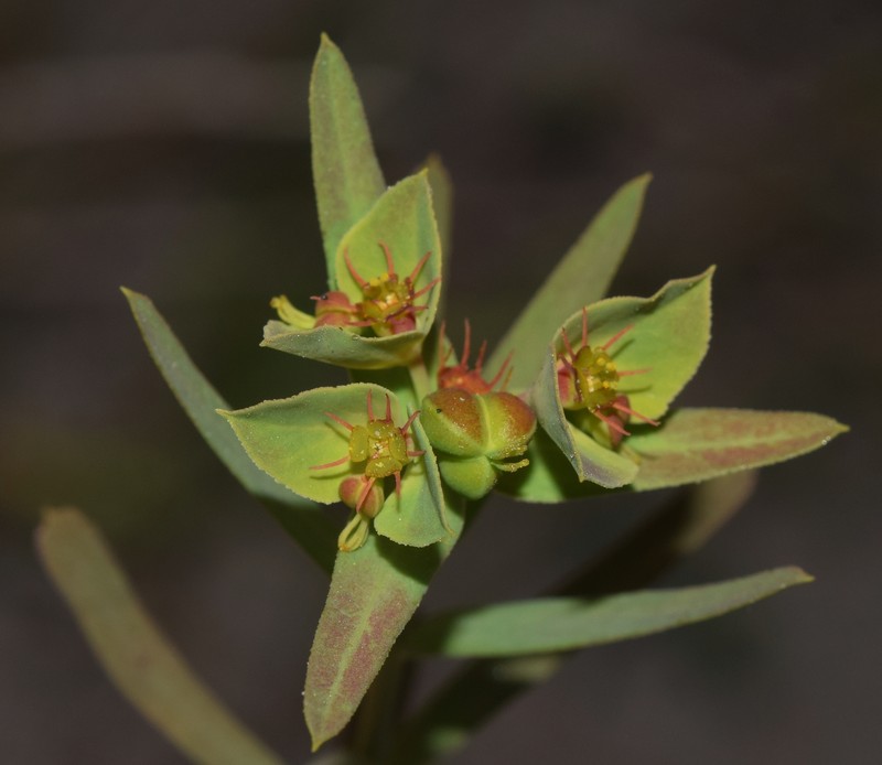 Euphorbia dracunculoides subsp. inconspicua photo 2