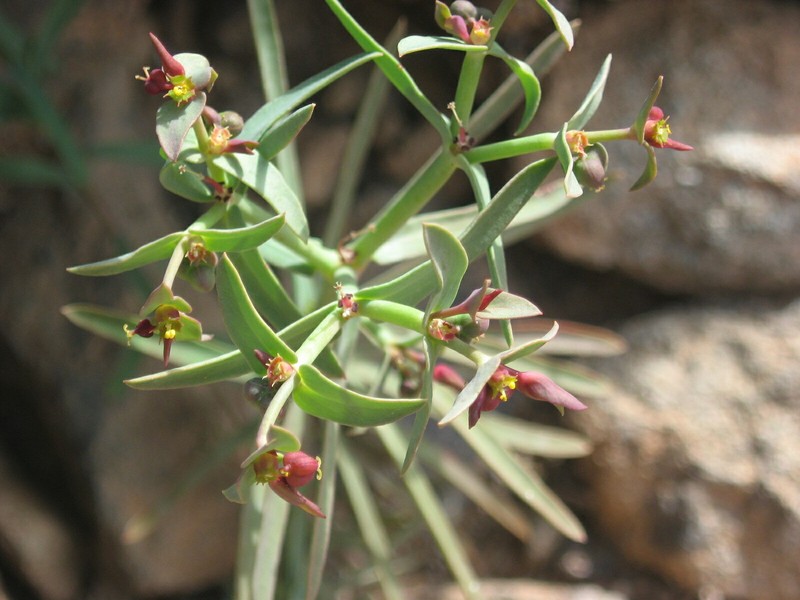 Euphorbia dracunculoides subsp. inconspicua photo 3