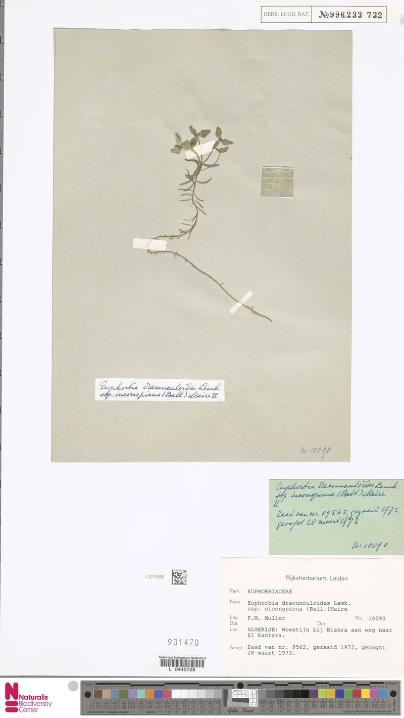 Euphorbia dracunculoides subsp. inconspicua photo 4
