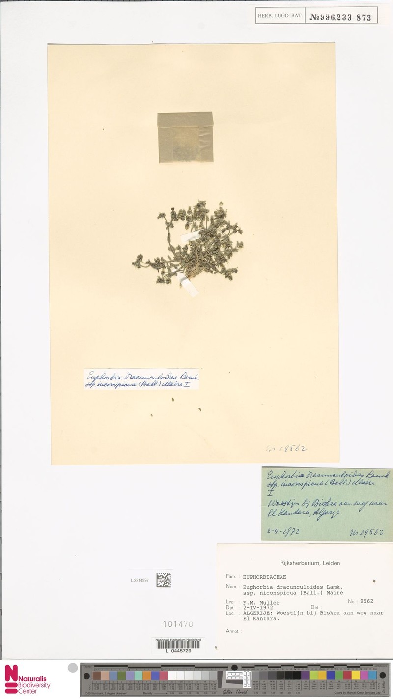 Euphorbia dracunculoides subsp. inconspicua photo 6