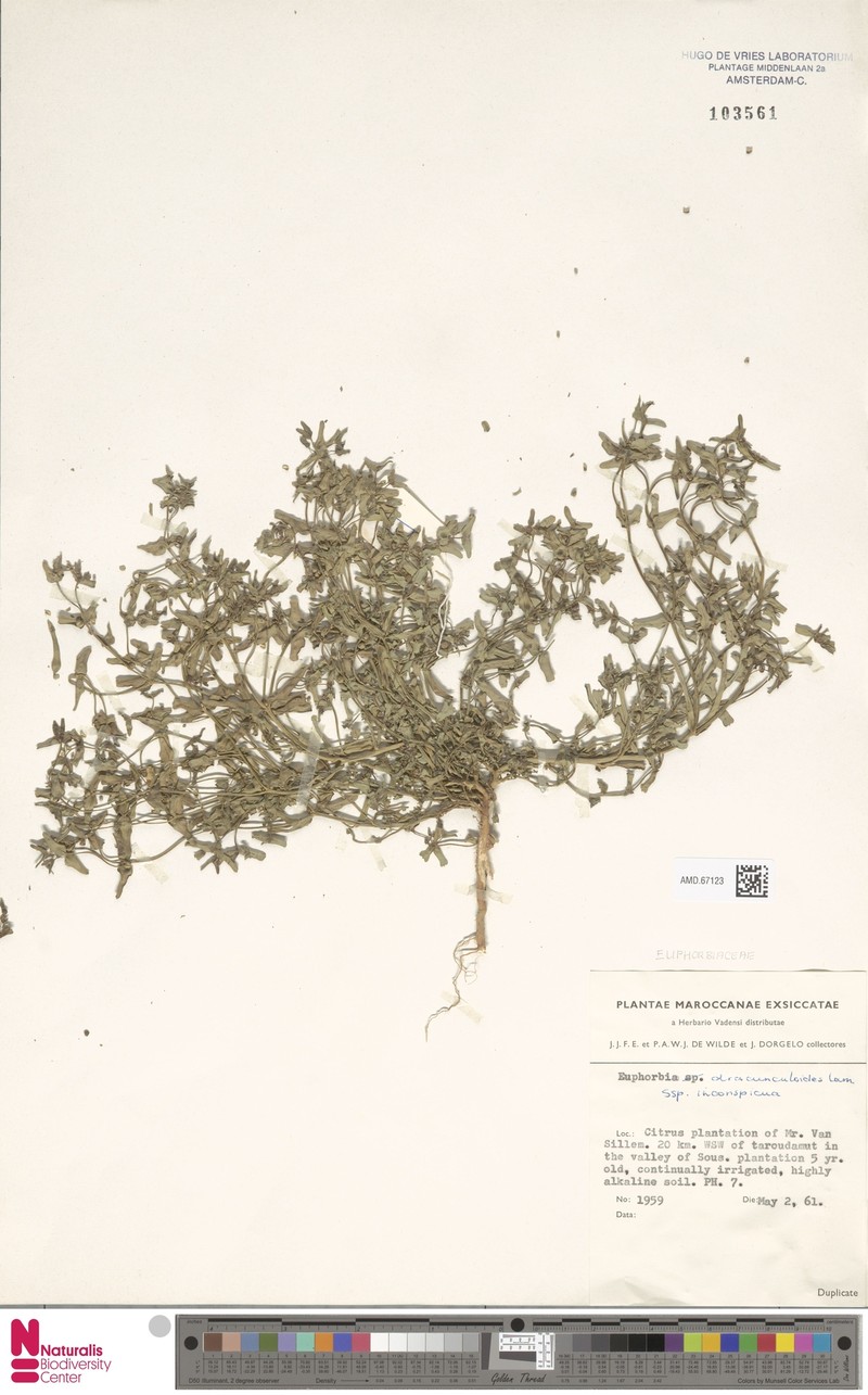 Euphorbia dracunculoides subsp. inconspicua photo 7